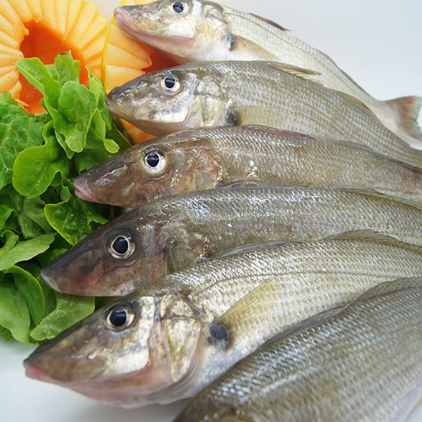 fresh whiting fish near me