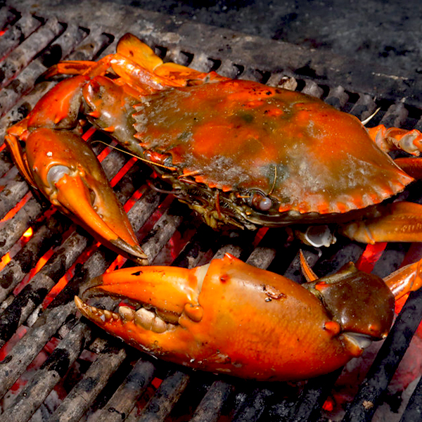 Mud Crabs A Grade Fresh Cooked Capalaba Aussie Seafood House