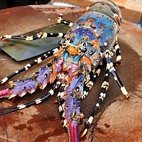 Lobster Green Queensland's BEST Capalaba Aussie Seafood House