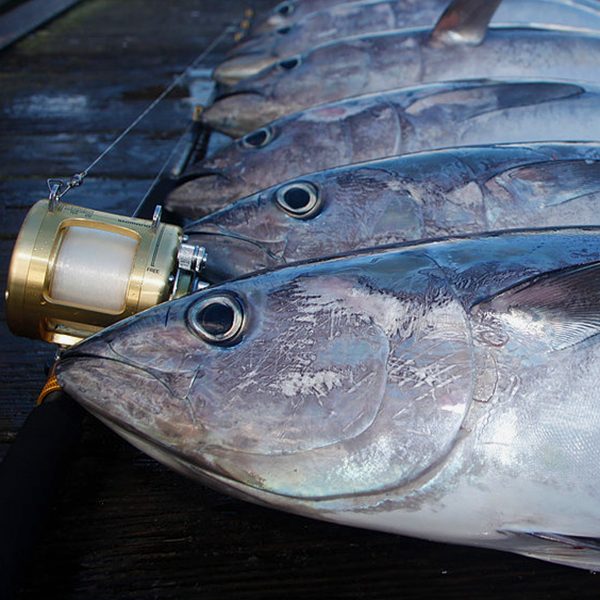 Tuna Wild Caught Queensland Capalaba Aussie Seafood House